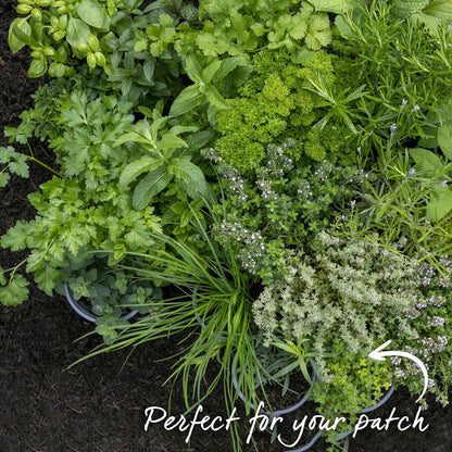 Thyme 'Archers Gold'