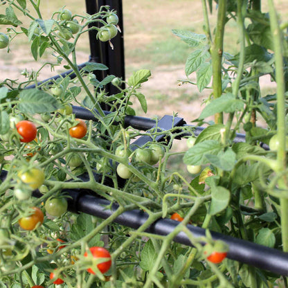 Tomato Crop-Booster Frame