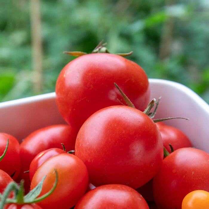 Tomato Indoor Collection