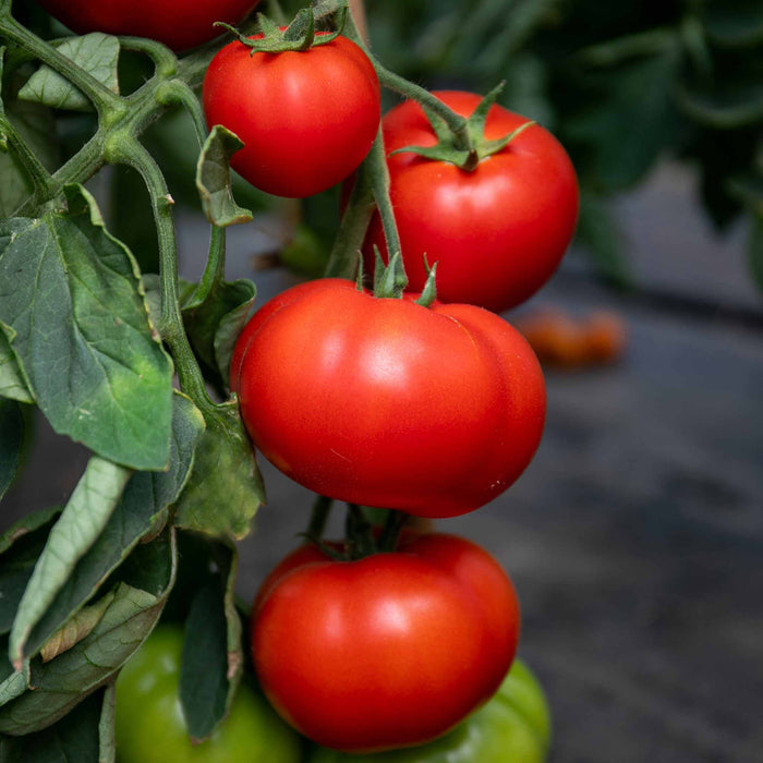 Tomato Indoor Collection