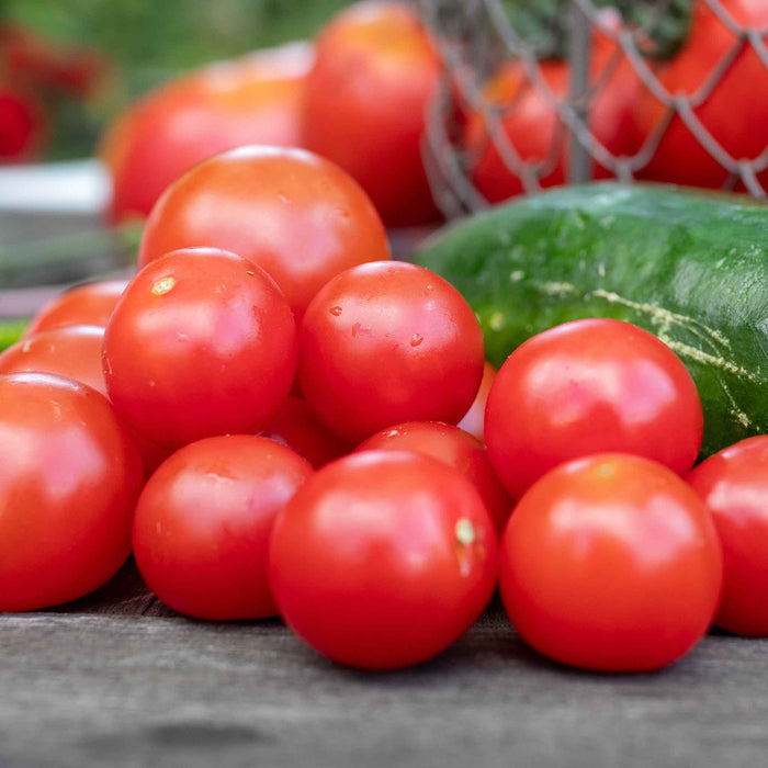 Tomato Indoor Collection