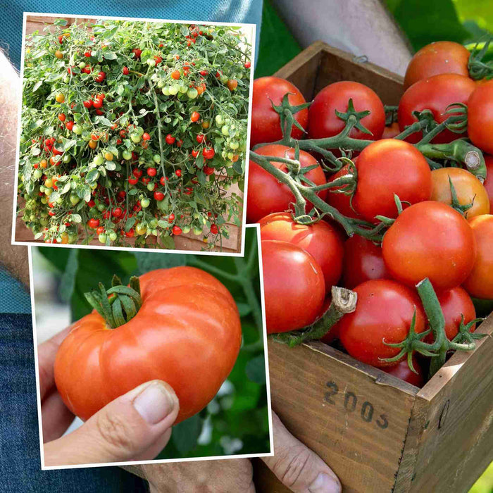 Collage of tomatoes growing on plants, in a wooden crate, and held in a hand.