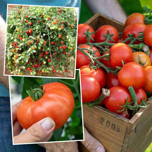 Collage of tomatoes growing on plants, in a wooden crate, and held in a hand.
