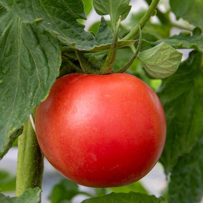 Tomato 'Outdoor Collection'
