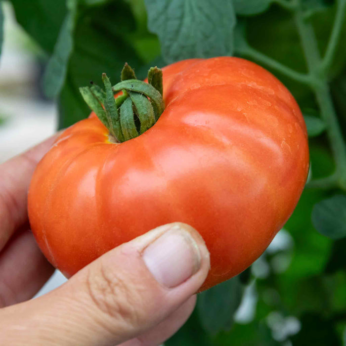Tomato 'Outdoor Collection'