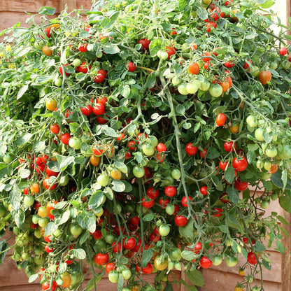 Tomato 'Outdoor Collection'