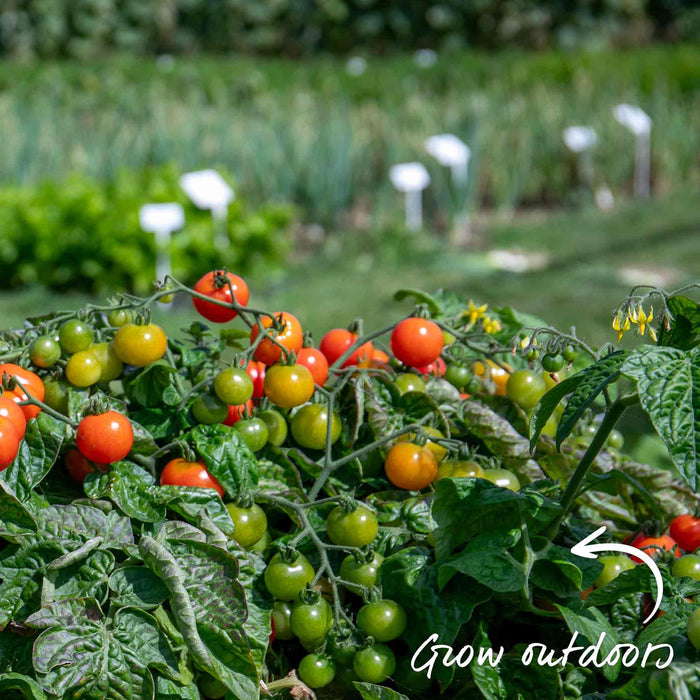 Tomato 'Outdoor Collection'