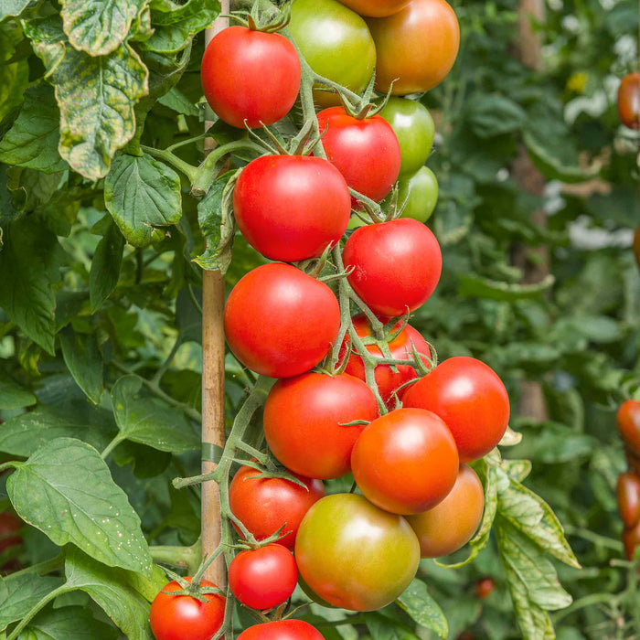 Tomato Seeds Cordon 'Maisey' F1