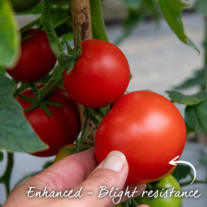 Tomato Seeds Cordon 'Maisey' F1