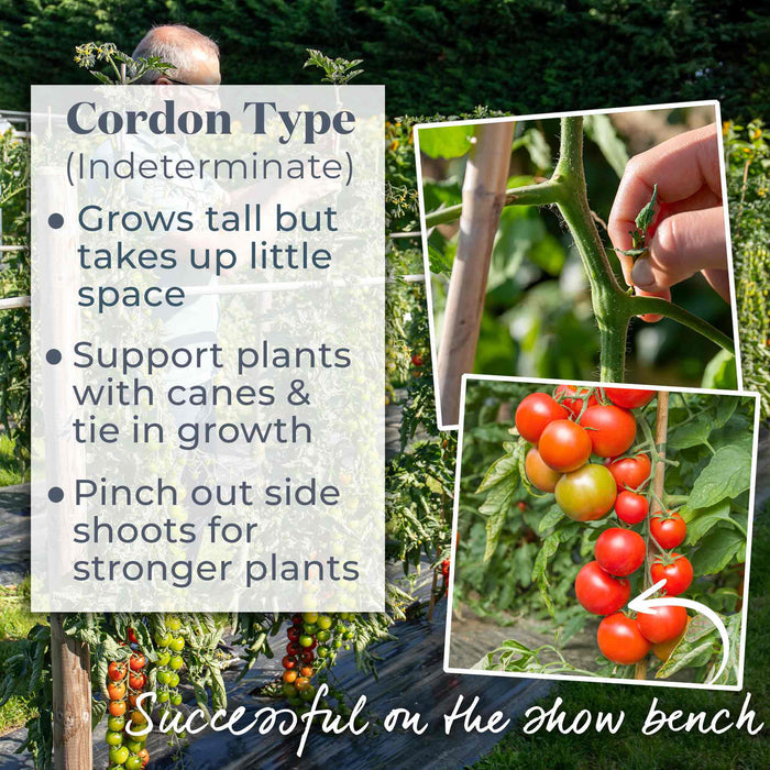 Tomato Seeds Cordon 'Maisey' F1