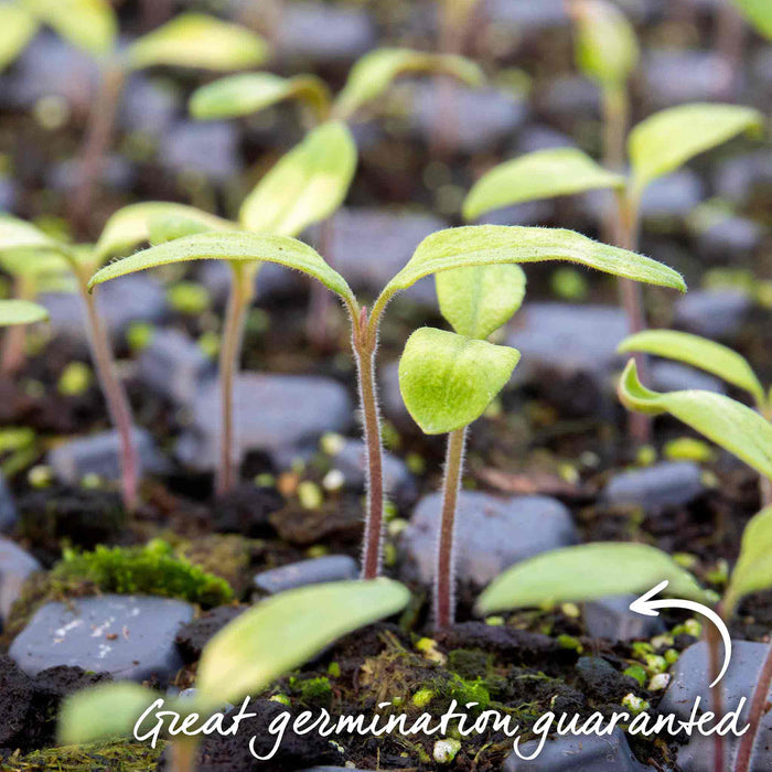 Tomato Seeds Cordon 'Maisey' F1
