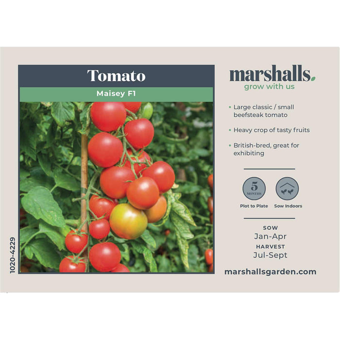 Tomato Seeds Cordon 'Maisey' F1