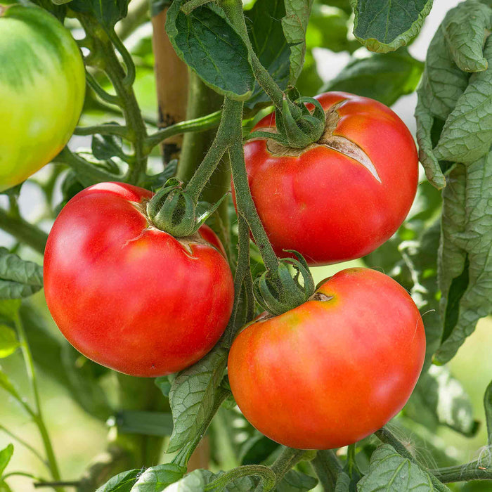 Tomato Seeds 'Rose Crush'