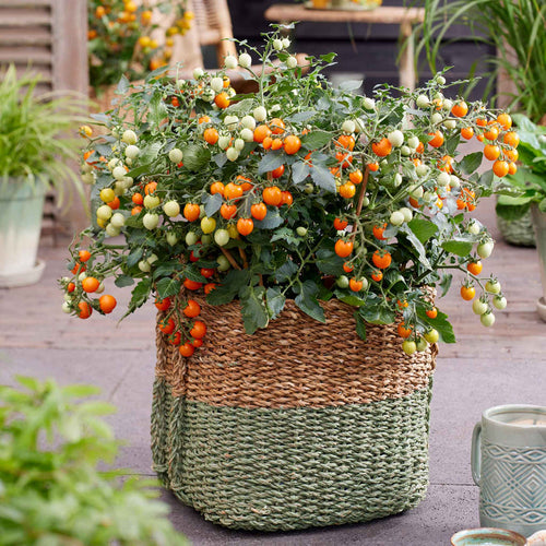 Tomato Seeds 'Tiny Temptations'