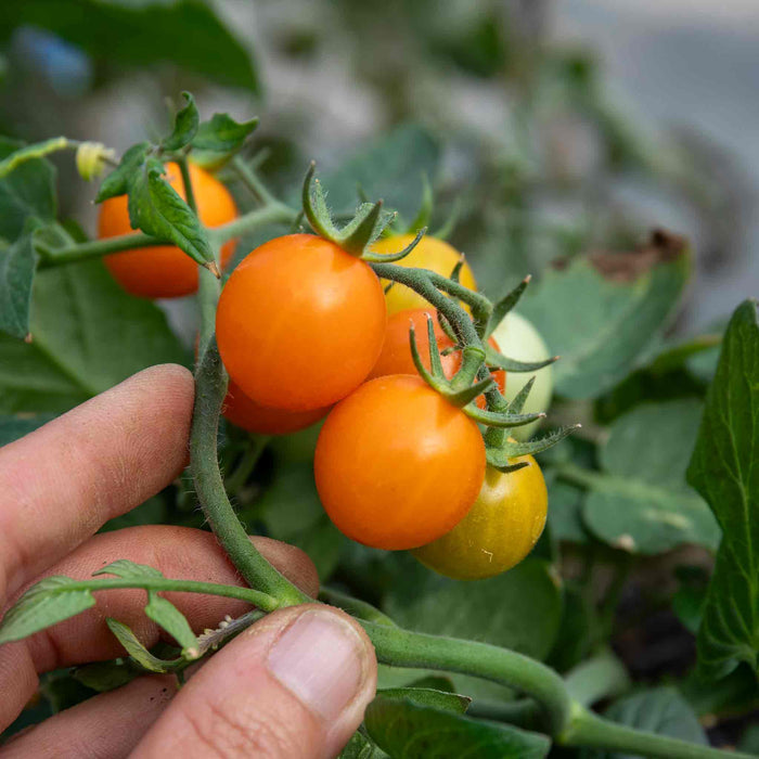 Tomato Seeds 'Tiny Temptations'
