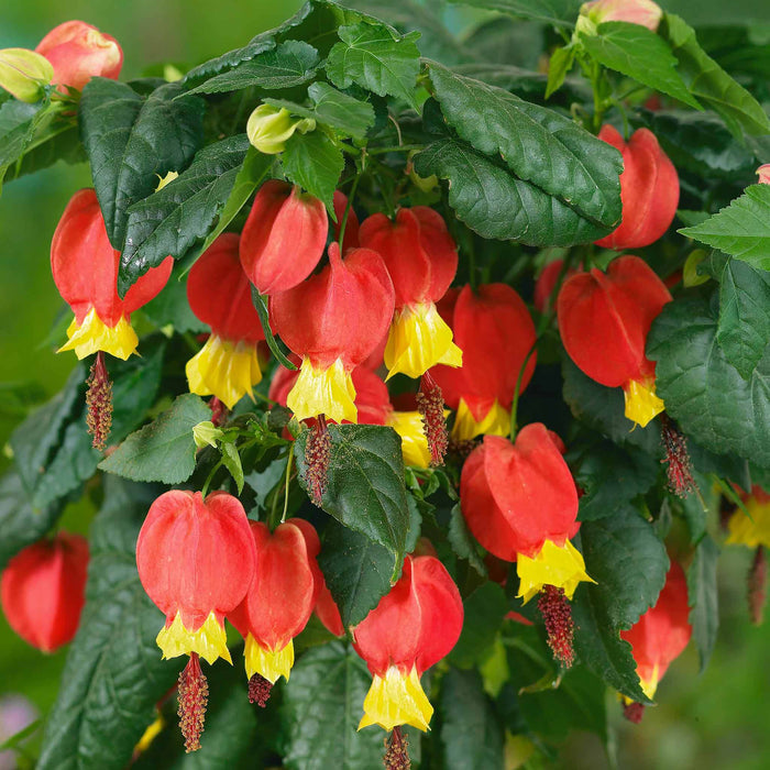 Trailing Abutilon 'Rhubarb and Custard'