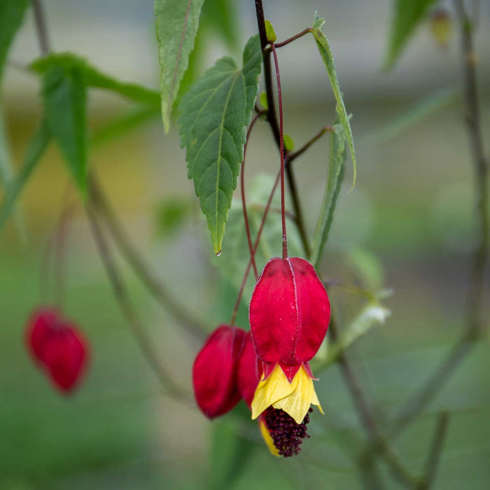Trailing Abutilon 'Rhubarb and Custard'