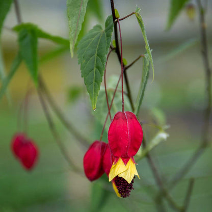 Trailing Abutilon 'Rhubarb and Custard'
