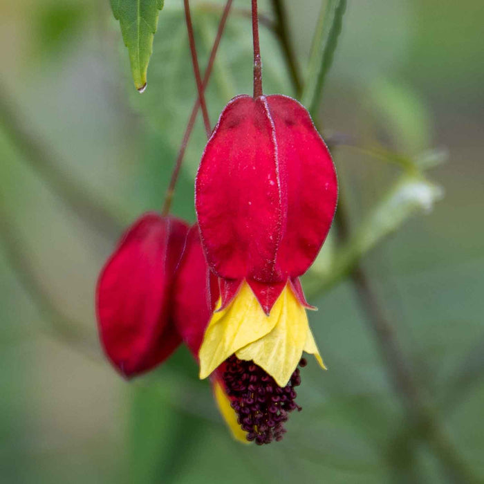 Trailing Abutilon 'Rhubarb and Custard'