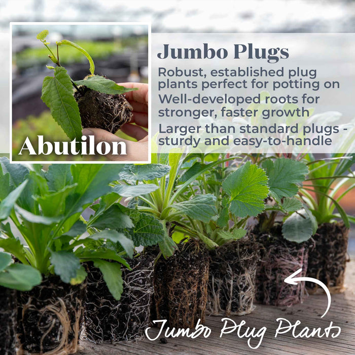 Trailing Abutilon 'Rhubarb and Custard'