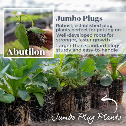 Trailing Abutilon 'Rhubarb and Custard'