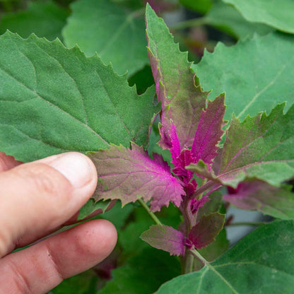Tree Spinach Plant