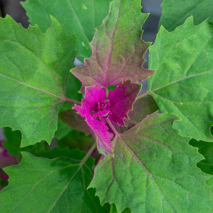 Tree Spinach Plant