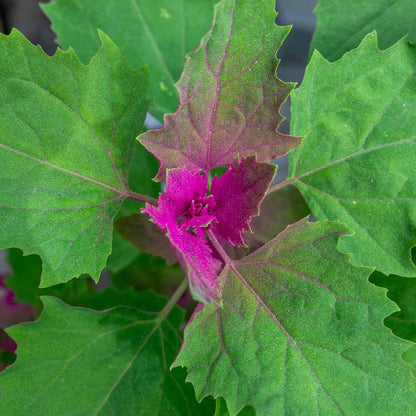 Tree Spinach Plant
