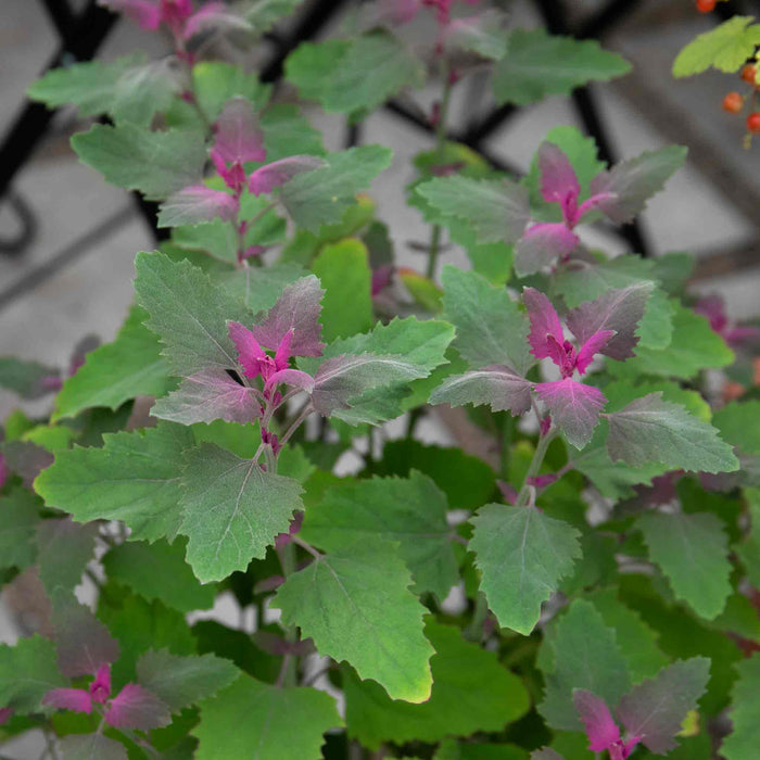 Tree Spinach Plant