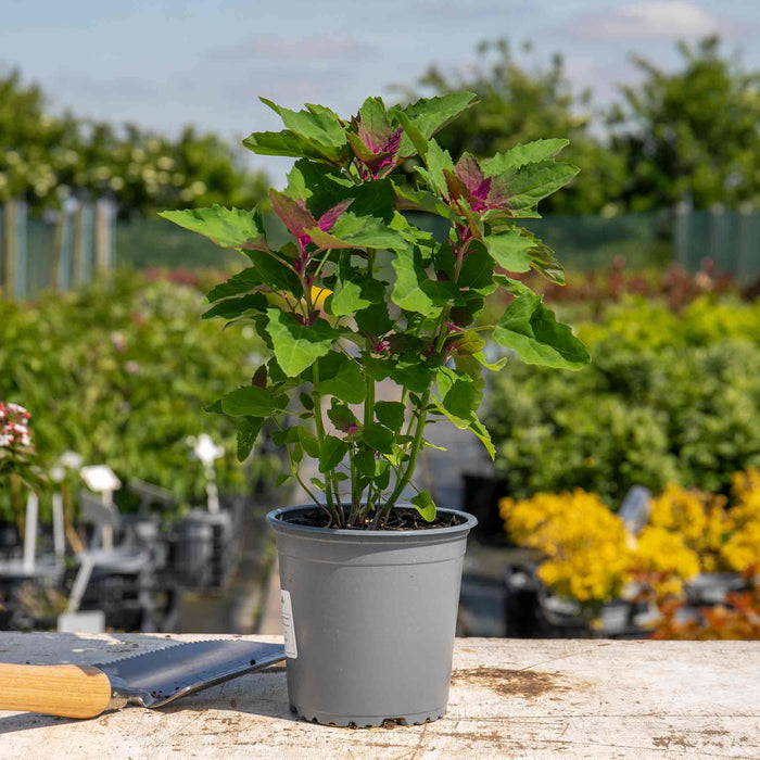 Tree Spinach Plant