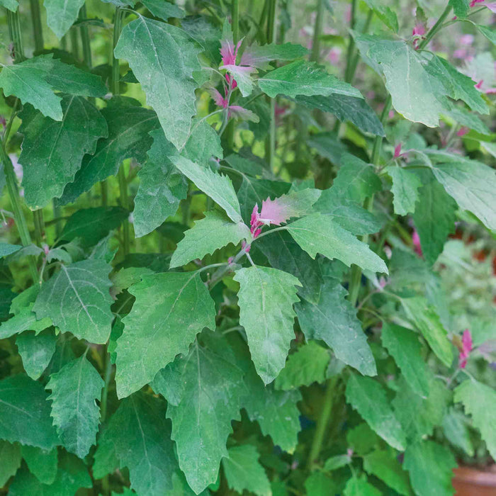 Tree Spinach Plant