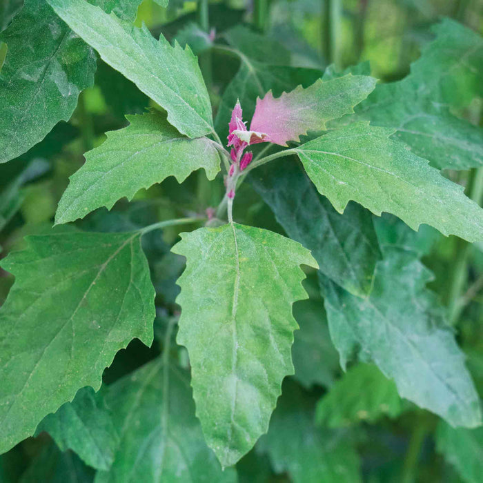 Tree Spinach Plant