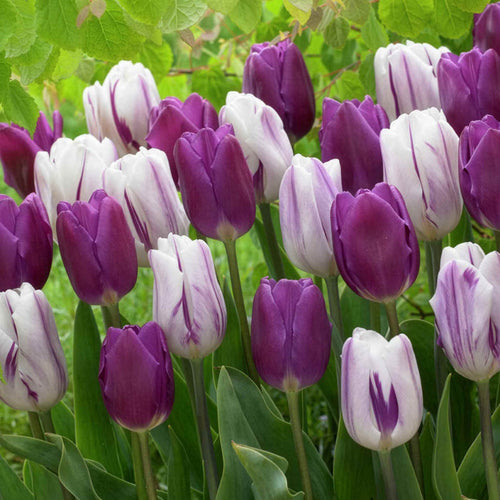 Tulip 'Atlantic Mix'