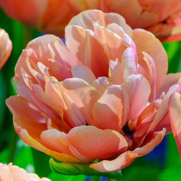 Close-up of a pink tulip with a blurred background