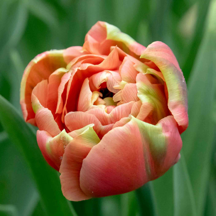 Close-up of a pink tulip with green leaves in the background