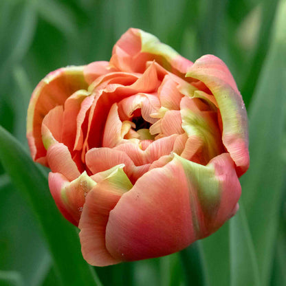 Close-up of a pink tulip with green leaves in the background
