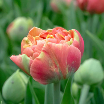 Close-up of a pink tulip with blurred green background