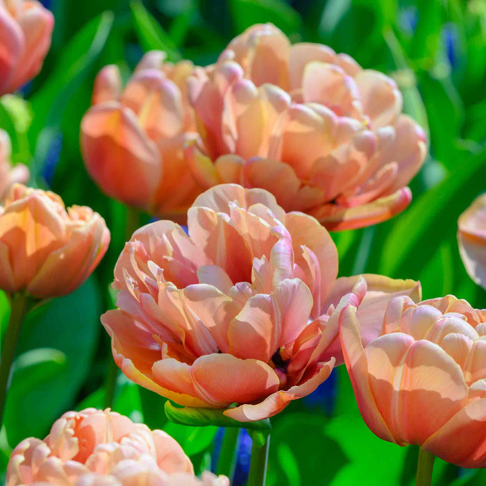 Close-up of pink tulips with a blurred green background