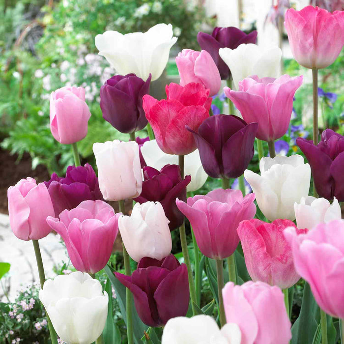 Tulip  'Flower Power'