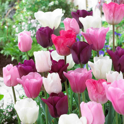 Tulip  'Flower Power'