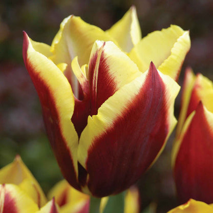 Tulip 'Gavota'