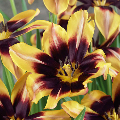 Tulip 'Gavota'
