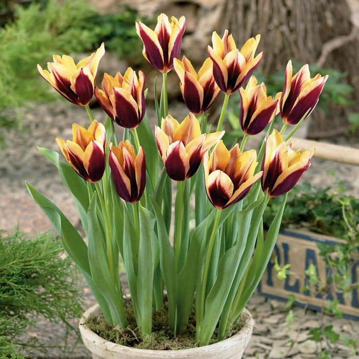 Tulip 'Gavota'