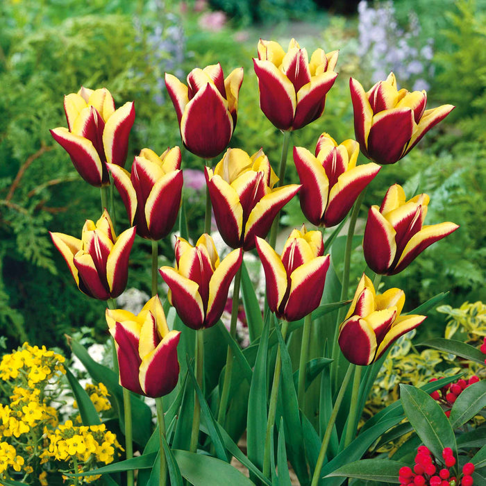 Tulip 'Gavota'