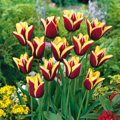 Tulip 'Gavota'