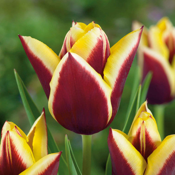 Tulip 'Gavota'