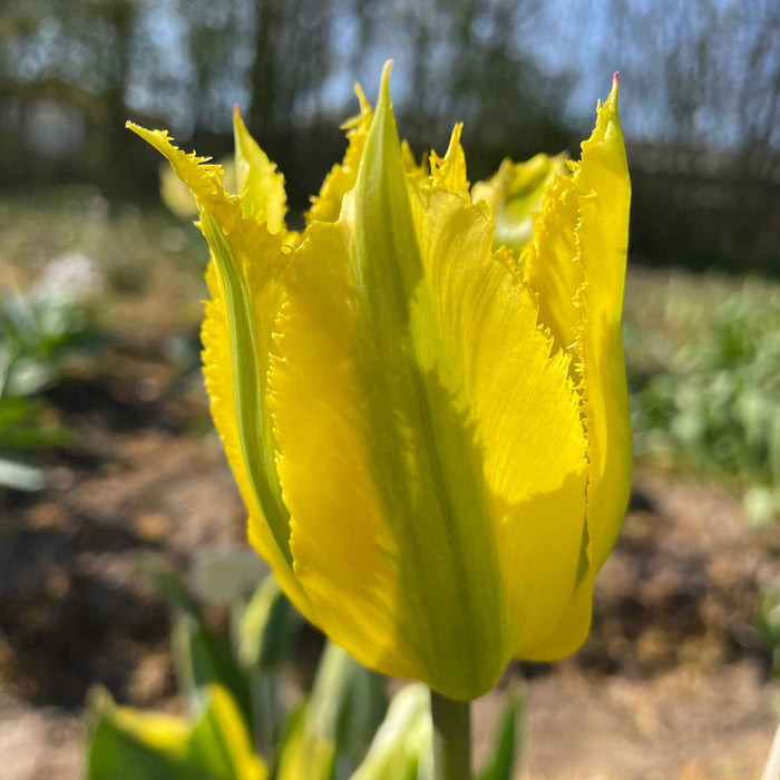 Tulip 'Green Mile'
