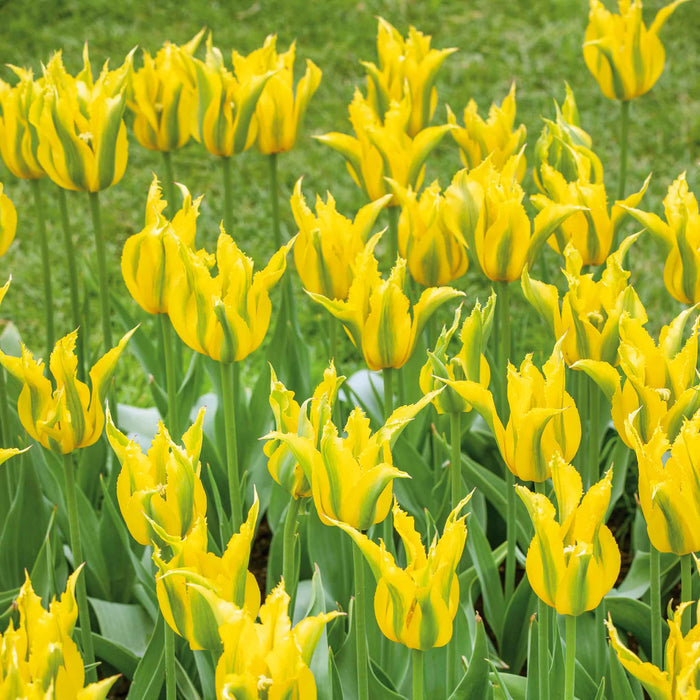 Tulip 'Green Mile'