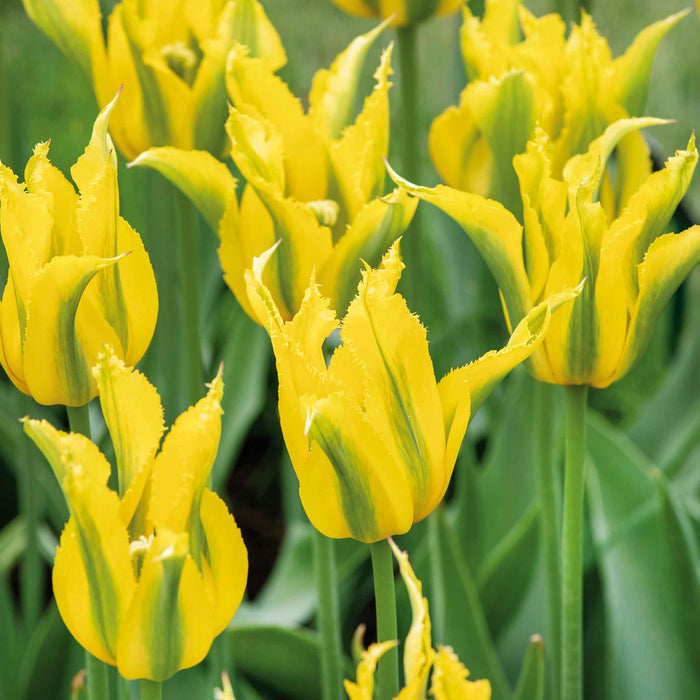 Tulip 'Green Mile'