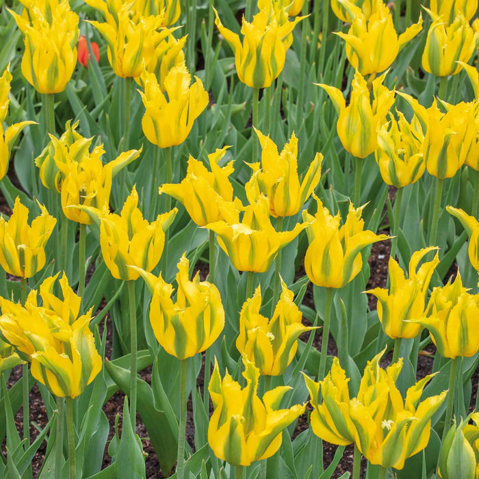 Tulip 'Green Mile'